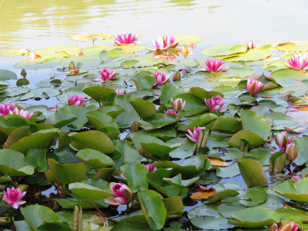 natuurkampeerterreinen IMG 0390