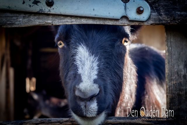 natuurkampeerterreinen 2025 april DenOudenDam-Pontus