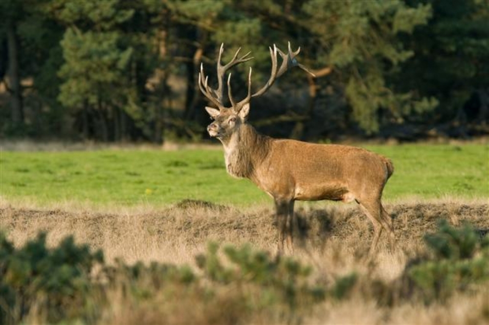 natuurkampeerterreinen CRW 2236A Small