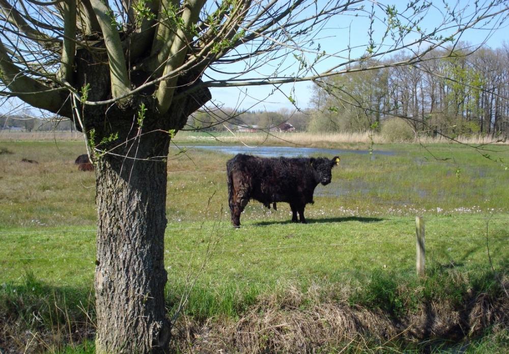 natuurkampeerterreinen DSC02396