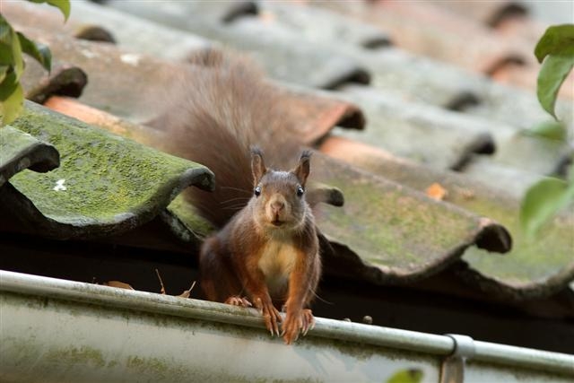 natuurkampeerterreinen Eekhoorn CRW 2428a Small