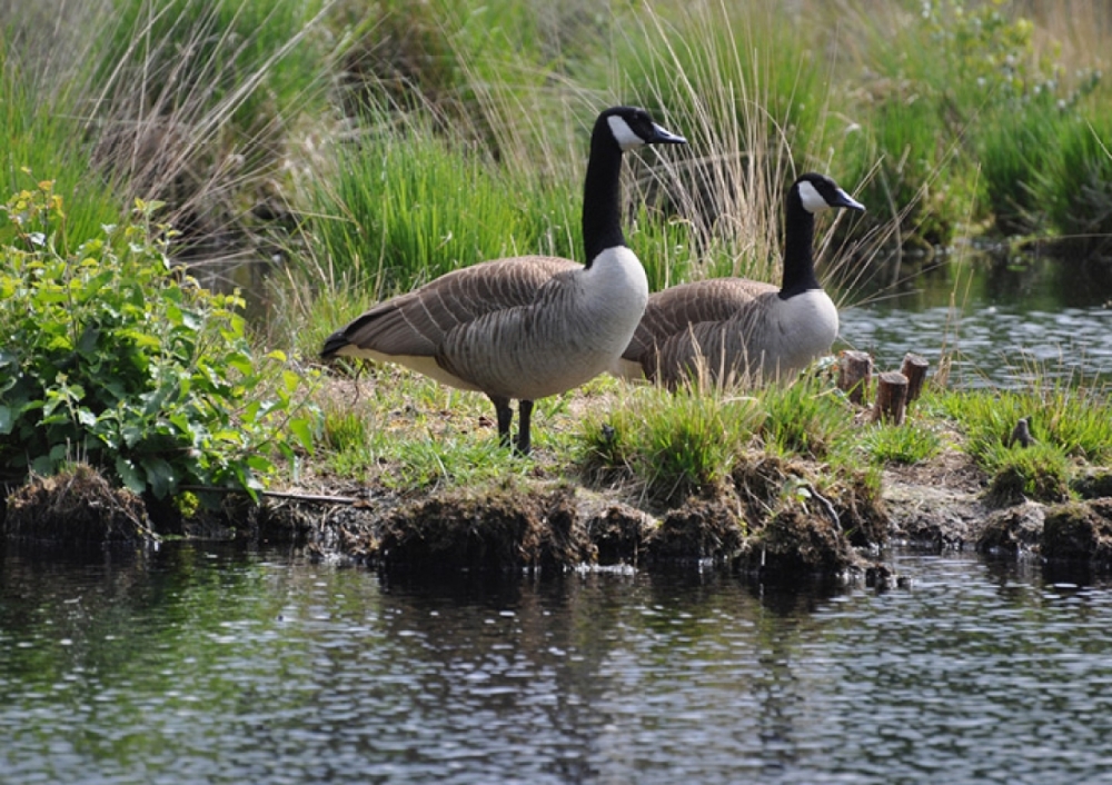 natuurkampeerterreinen Omgeving01