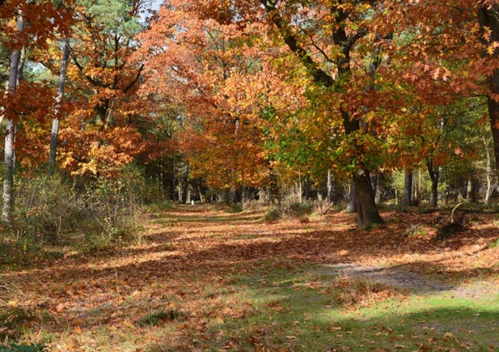 natuurkampeerterreinen Omgeving05