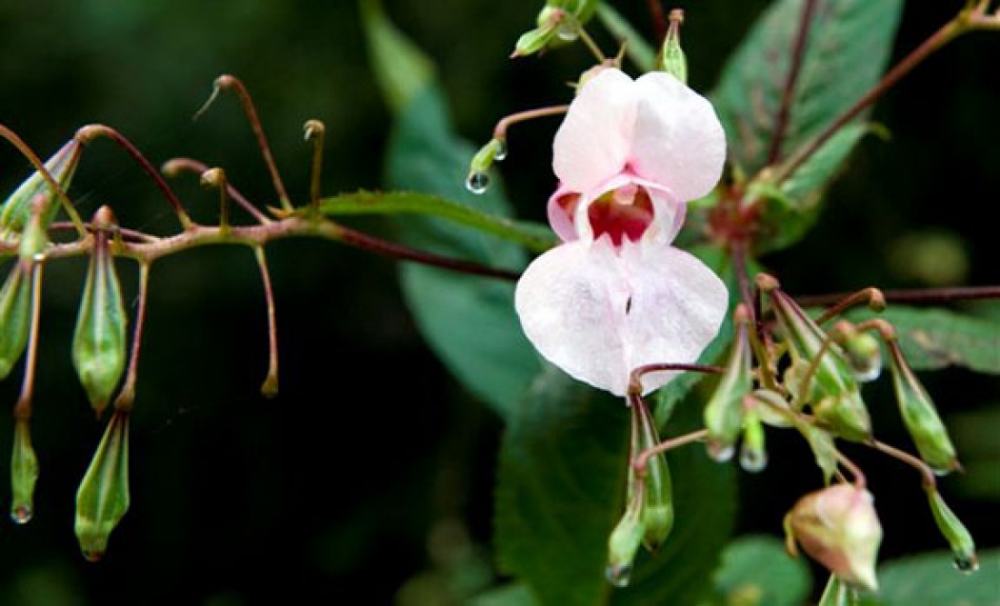 natuurkampeerterreinen natuur bloem