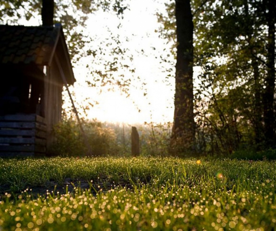 natuurkampeerterreinen natuur ochtenddauw