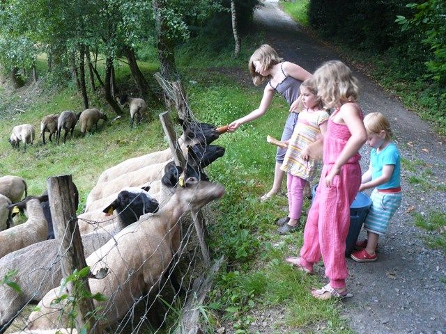natuurkampeerterreinen schapen