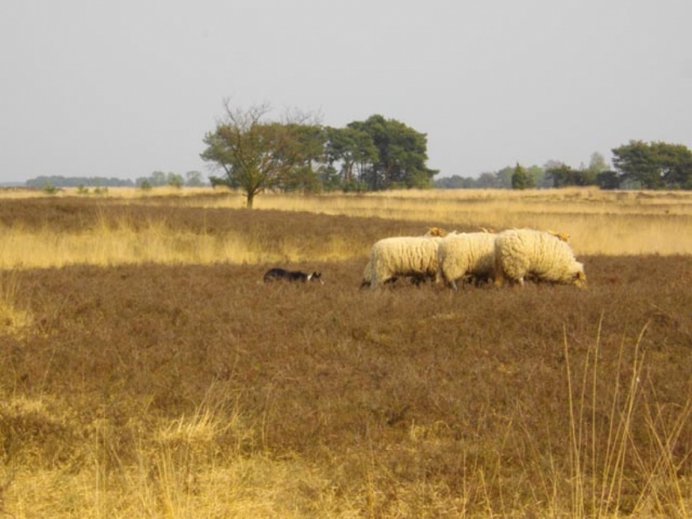 natuurkampeerterreinen schapen 1